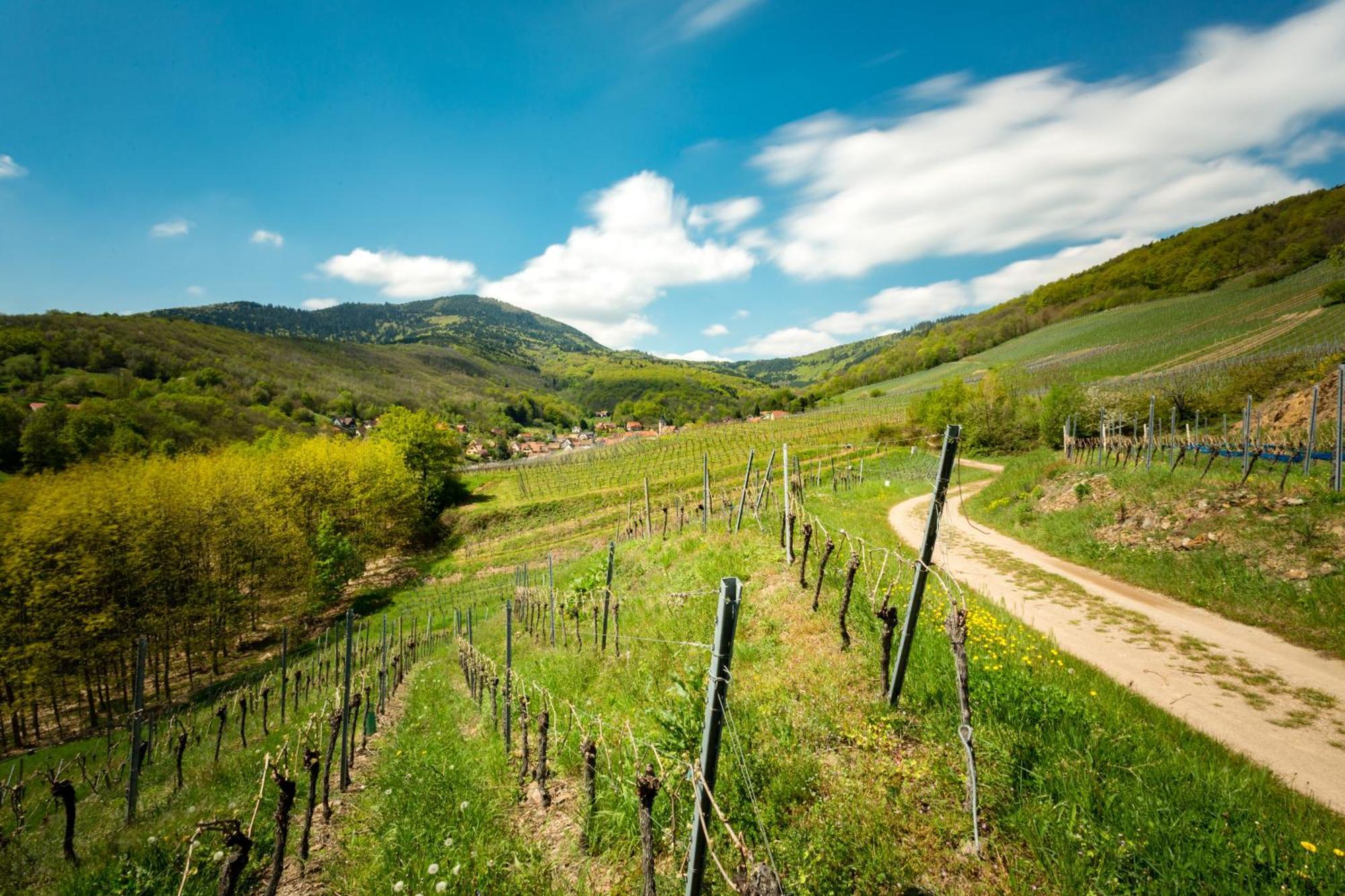 Chambre Du Vigneron - Domaine Leon Bleesz Reichsfeld Exteriér fotografie