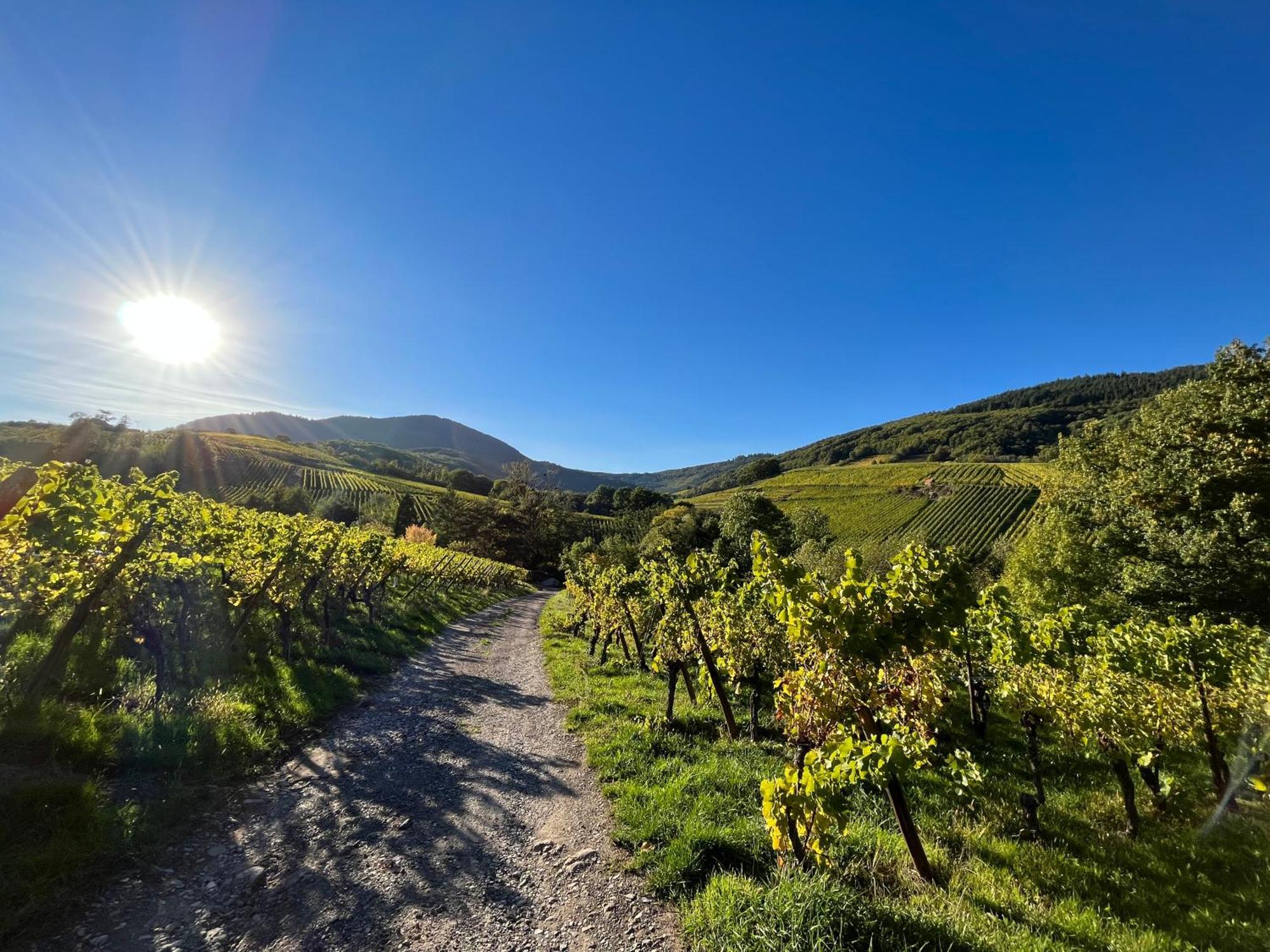 Chambre Du Vigneron - Domaine Leon Bleesz Reichsfeld Exteriér fotografie