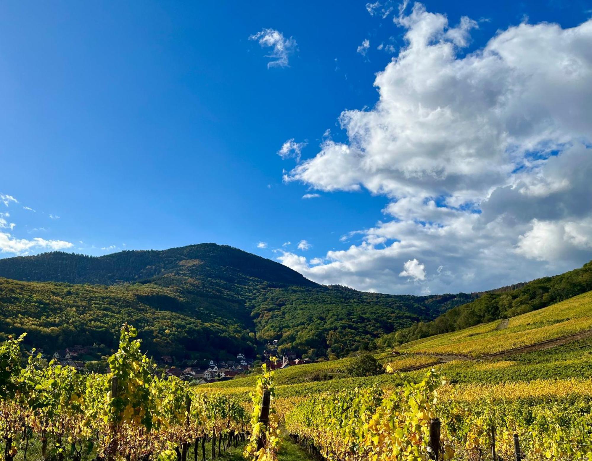 Chambre Du Vigneron - Domaine Leon Bleesz Reichsfeld Exteriér fotografie