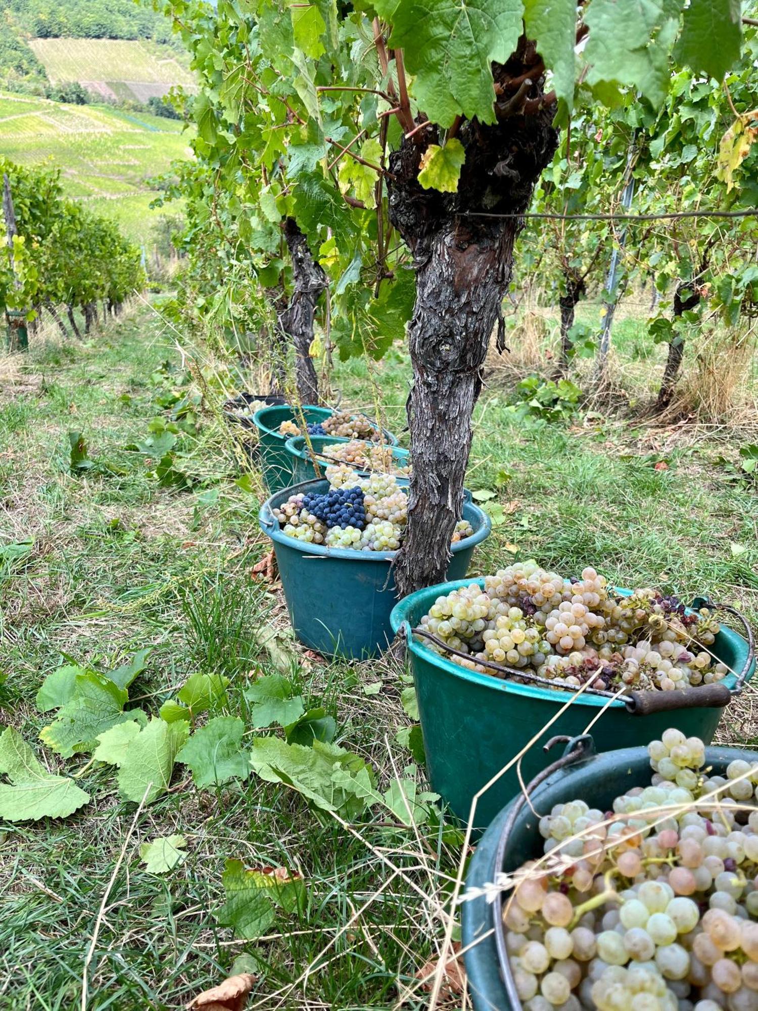 Chambre Du Vigneron - Domaine Leon Bleesz Reichsfeld Exteriér fotografie